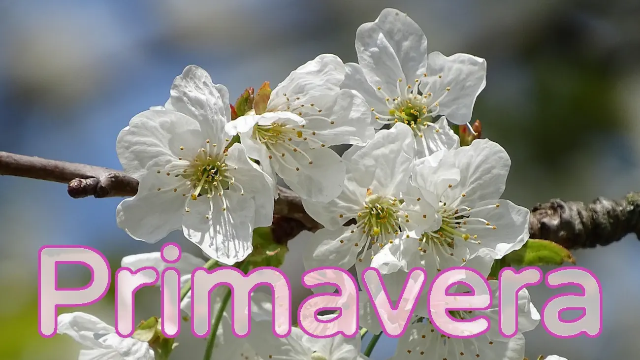 lokomotive-primavera