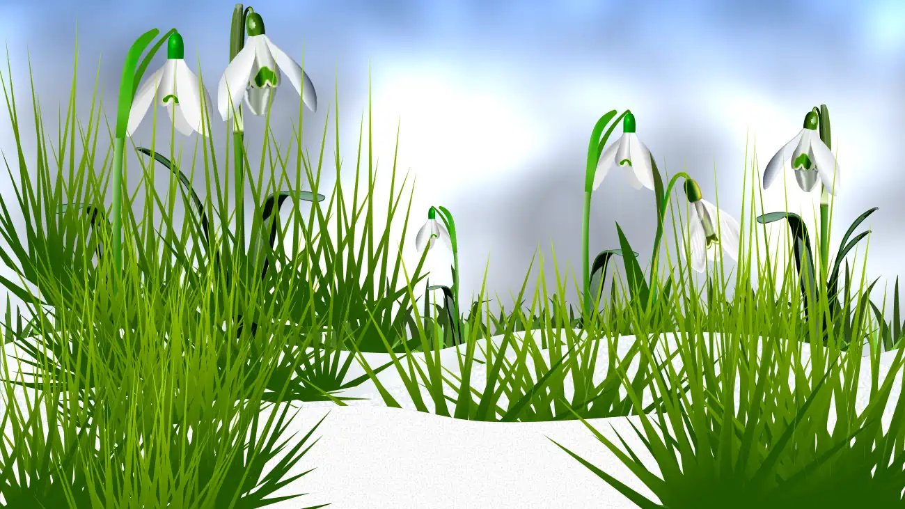 rokom-plant-Schneekloeckchen